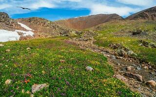 Blooming alpine meadow. Clear mountain stream flows through a green high-altitude plateau. Picturesque mountain summer landscape with a river. photo