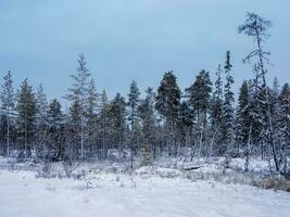 Winter snowy Northern forest on a polar day. photo