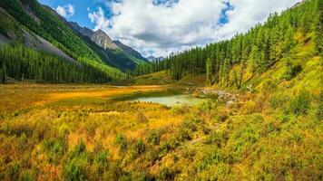 Sunny autumn swamp. Swampy backwater of mountain lake. Yellow atmospheric natural background of highlands. photo