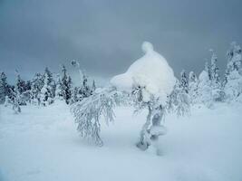 Fancy winter trees covered with snow on the Arctic slope. Cold winter. photo