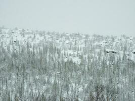 Toxic winter forest on a hill near the metallurgical plant in Monchegorsk in Russia photo