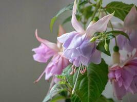 floreciente fucsia, grande lila flores en un gris antecedentes foto