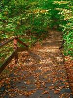 Empty green ecological path in autumn, view from the top down. Moscow. photo