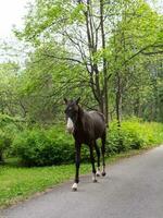 A foal on a rural road photo