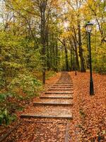 Empty green ecological path in autumn, bottom-up view. Fallen red leaves on the trail. photo