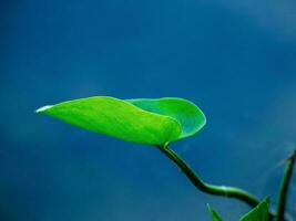 Bright green leaf above the surface of the blue water. Natural green background. photo