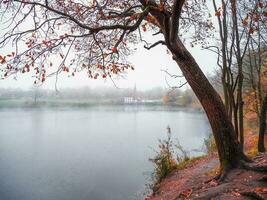 brumoso paisaje. tarde otoño ver de un grande árbol por el lago y un antiguo castillo en el distancia. foto