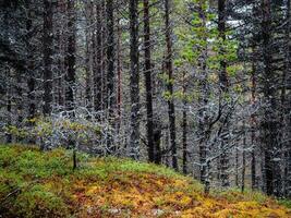 Fabulous Northern forest. Natural background. Deep forest on the Kola Peninsula photo
