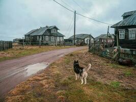 Authentic village on the shore of the Kandalaksha Bay of the White sea. The yard dog is on guard. Kola peninsula. Russia photo