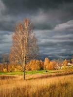 brillante otoño rústico paisaje con un alto árbol por el la carretera. oscuro cielo terminado el pueblo antes de el tormenta. foto