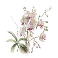 orkide blommor växt vattenfärg ClipArt ai genererad png