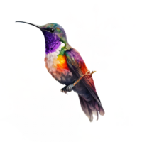 Hummingbird Watercolor Clipart AI Generated png