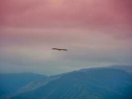 borroso fondo, suave enfocar. solitario águila volador en el cielo terminado el montañas foto
