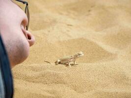 A man is flirting with a lizard. Calm desert roundhead lizard on the sand photo