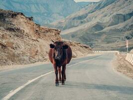 Landscape of the Dagestan Mountains, a mountain road and a lone cow. photo