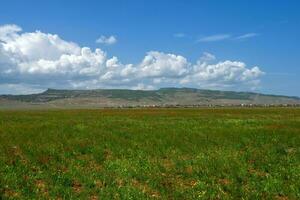 Mountain pasture, poppy field with beautiful white clouds on the horizon. photo