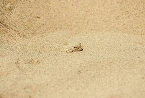 Calm desert roundhead lizard burrowed into the sand. Sarykum dune. Dagestan. photo