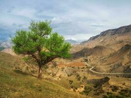 un solitario verde árbol en un ladera de la montaña montaña la carretera serpentina yendo dentro el distancia. foto