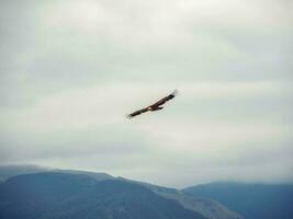 Griffon Vulture Gyps fulvus flying on the sky over the mountains. photo