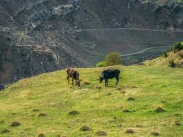 Steep mountain slope with grazing two cows. Green highland pasture. photo