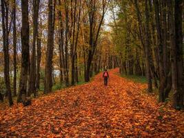 mujer turista con mochila en oscuro otoño bosque la carretera debajo arco de arboles cubierta el cielo foto