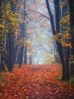 Maple alley with fallen leaves through a mystical forest. Fabulous autumn misty landscape. photo