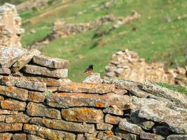 Common Redstart, male in a old stone wall. photo