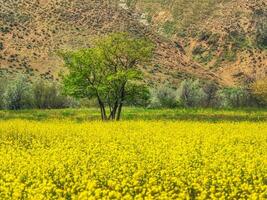 resumen antecedentes con un amarillo floreciente campo en el antecedentes de montañas. foto