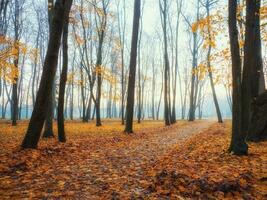 Alley in misty morning park. Beautiful autumn foggy landscape with trees in a forest. photo