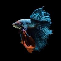 Portrait betta fish isolated on black ai generate photo