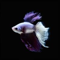 Portrait betta fish isolated on black ai generate photo