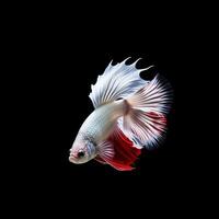 Portrait betta fish isolated on black ai generate photo