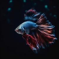Portrait betta fish isolated on black ai generate photo
