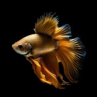 Portrait betta fish isolated on black ai generate photo