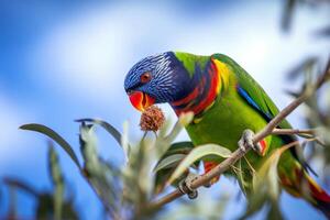 Rainbow lorikeet on a tree branch ai generate photo