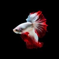 Portrait betta fish isolated on black ai generate photo