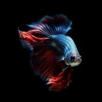 Portrait betta fish isolated on black ai generate photo