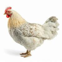 Portrait a broiler isolated on white ai generate photo