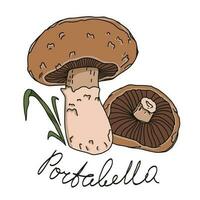 Edible mushrooms, vector illustration. Hand drawn art illustration with lettering portabella mushrooms.