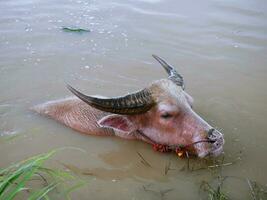 búfalo de agua en el canal para refrescarse. foto