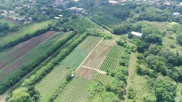 4k imágenes aéreo ver de verde zona a tiempo de día. video