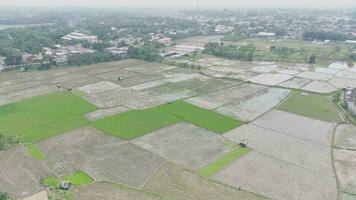 aerial view of various rice fields pattern side by side with local residents houses. video