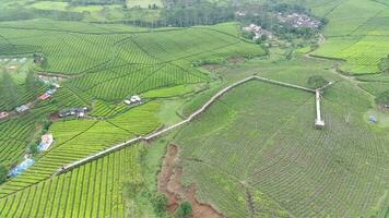 4k imágenes aéreo ver de hermosamente estampado té campos. natural paisaje imágenes concepto. video