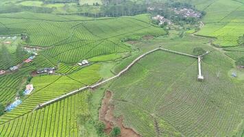 4K footage Aerial view of beautifully patterned tea fields. Natural landscape footage concept. video