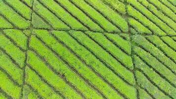 4K footage Aerial view of beautifully patterned tea fields. Natural landscape footage concept. video