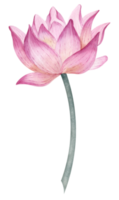 lotus bloem. hand- getrokken waterverf illustratie van water lelie Aan geïsoleerd achtergrond voor spa ontwerp. botanisch tekening van Waterlelie. bloemen schetsen van bloeiend Aziatisch fabriek voor Wieden uitnodigingen. png