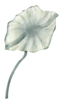 loto hoja en blanco aislado antecedentes. mano dibujado acuarela ilustración de verde planta. dibujo de agua lirio verdor para icono o logo. bosquejo de exótico flora para spa o zen diseño. tropical hierba png