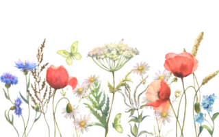 naadloos grens met kruiden en wild bloemen, bladeren, vlinders. botanisch illustratie. sjabloon met plaats voor tekst. png