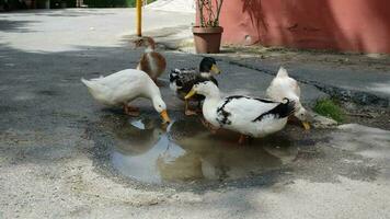 Herde von Enten ist Trinken Wasser von ein Pfütze video