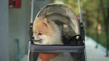 närbild spåra söt liten pomeranian hund i husdjur barnvagn promenad i en stadspark, ta husdjuret på en resa en solig sommardag. video